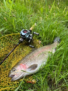 ニジマスの釣果