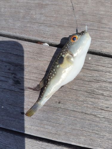 クサフグの釣果