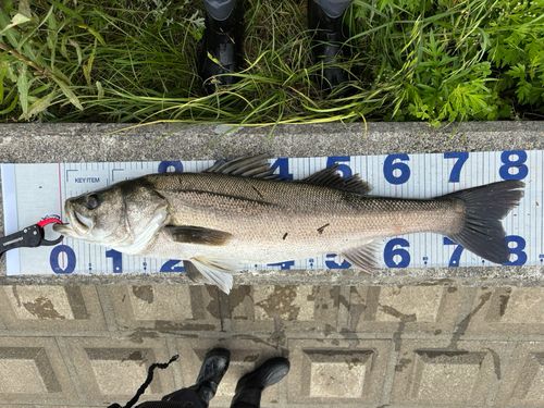 釣果