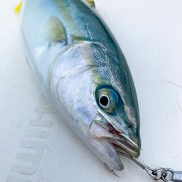 ワカシ