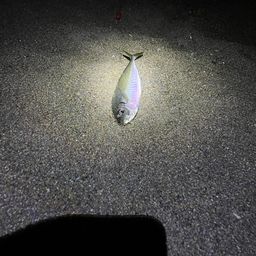 アジ