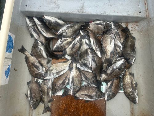 クロダイの釣果