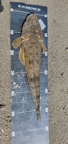 マゴチの釣果