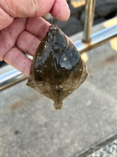 キスの釣果
