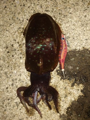 アオリイカの釣果