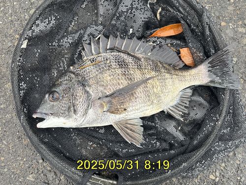 クロダイの釣果