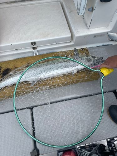 サワラの釣果