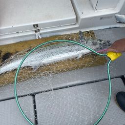 サワラ