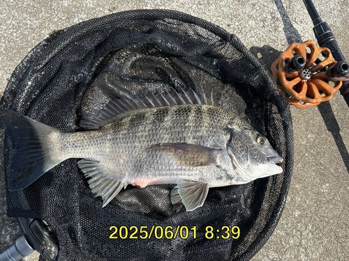 クロダイの釣果