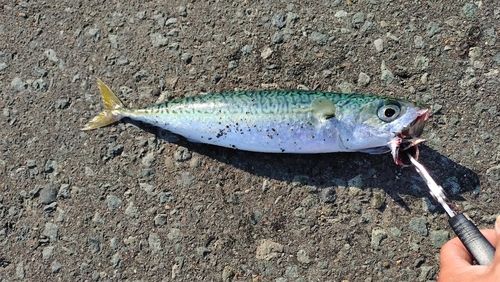 サバの釣果