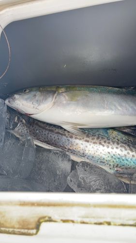 ブリの釣果