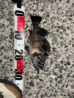 クロソイの釣果