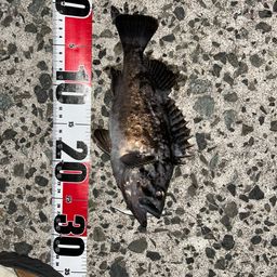 クロソイ