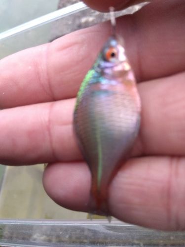 タイリクバラタナゴの釣果