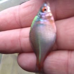 タイリクバラタナゴ