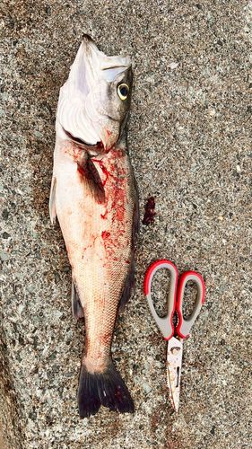 スズキの釣果