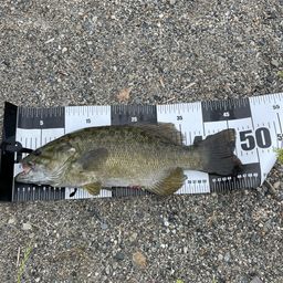 スモールマウスバス