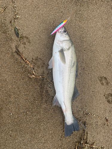 マルスズキの釣果