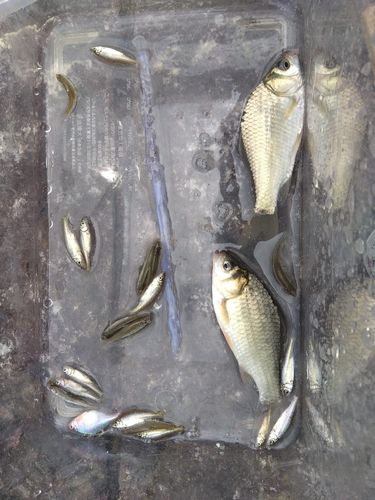 タイリクバラタナゴの釣果