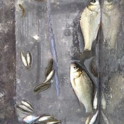 タイリクバラタナゴ