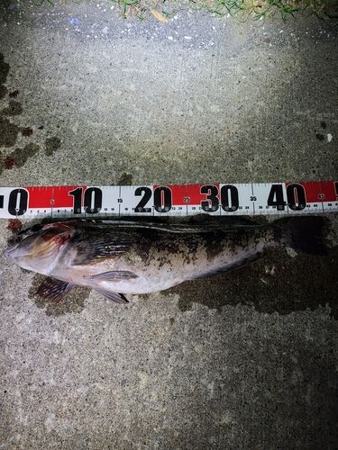 アイナメの釣果