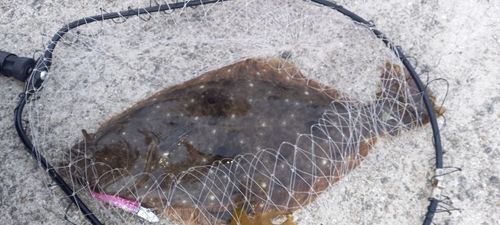 ヒラメの釣果