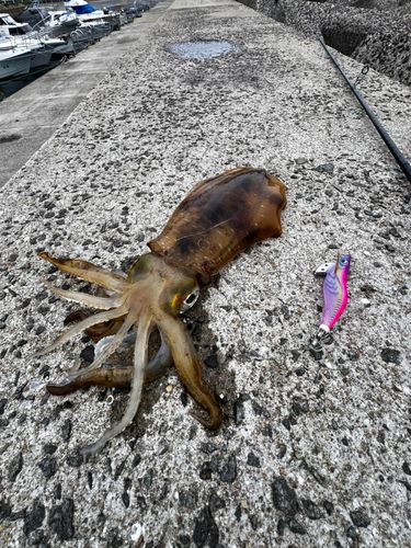 アオリイカの釣果