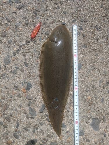 シタビラメの釣果
