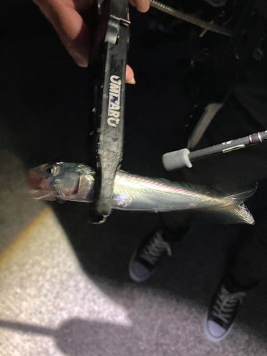 釣果