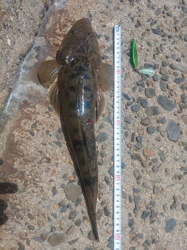 マゴチの釣果