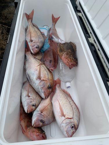 マダイの釣果