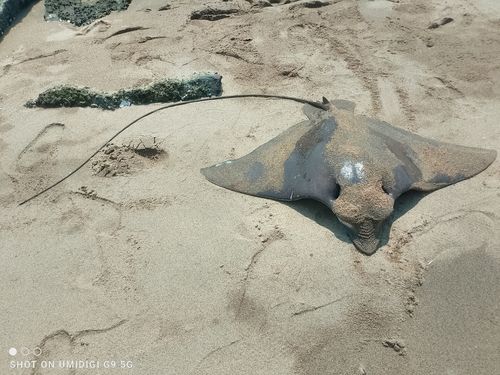 エイの釣果