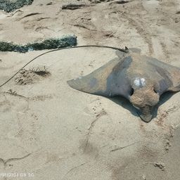 エイ
