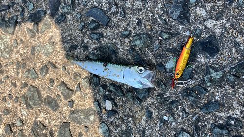 サバの釣果