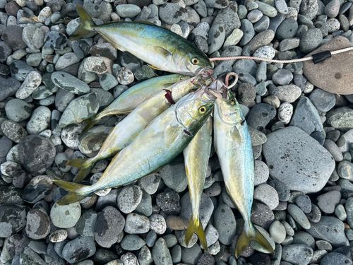 ワカシの釣果