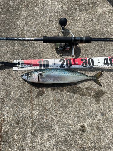 サバの釣果