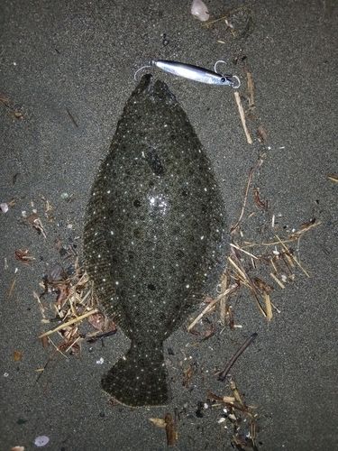 ソゲの釣果