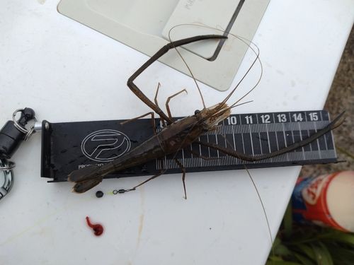 テナガエビの釣果