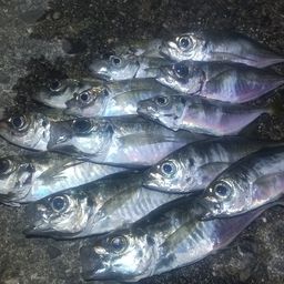 アジ