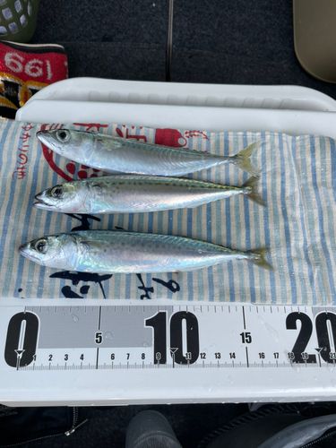 サバの釣果