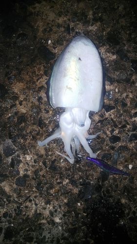 モンゴウイカの釣果