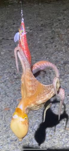 タコの釣果