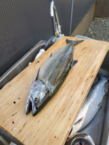 サクラマスの釣果