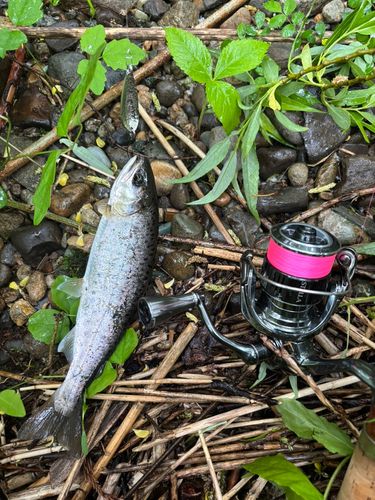 ヤマメの釣果
