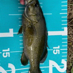 スモールマウスバス