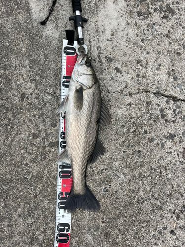 フッコ（ヒラスズキ）