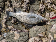ヒラスズキの釣果