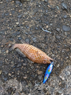 オオモンハタの釣果