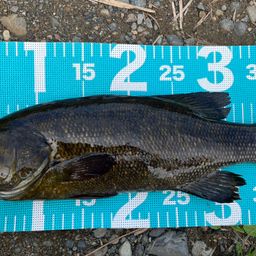 スモールマウスバス