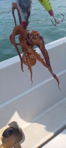 マダコの釣果